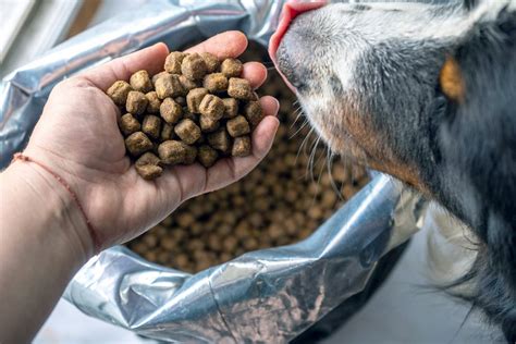 Miglior Cibo Per Cani