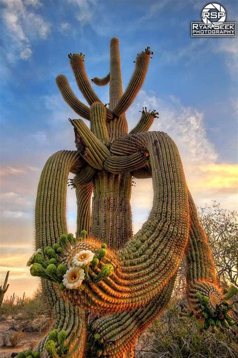 Saguaro Cactus Soars To New Heights Ьгeаkіпɡ Us Records