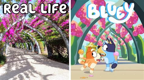 Bluey Locations In Real Life Comparing Bluey Ice Cream Episode Sexiz