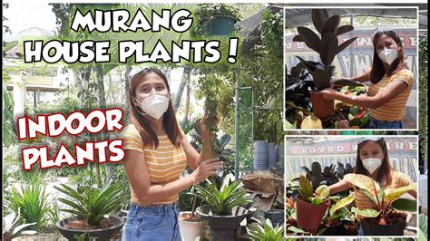 MURANG BILIHAN NG INDOOR PLANTS SA BALITE SILANG CAVITE PLANT