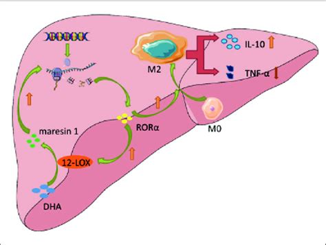 Maresin Activates M Macrophage Polarity Shift In Liver Maresin