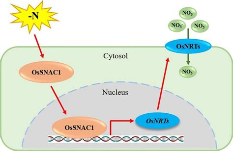 我校植物营养生物学团队揭示转录因子ossnac1正向调控水稻硝酸根吸收的分子机制 华中农业大学南湖新闻网