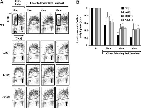 Whs Patient Derived Lcls Exhibit Delayed Progression Through S Phase