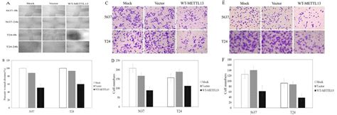 Overexpression Of METTL13 Hinders Cellular Migration And Invasion In