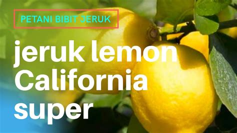 Jual Bibit Jeruk Siam Madu Lemon Dekopon Siam Banjar Gerga Di