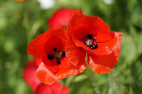 Coquelicot Fleur Pavôt Photo Gratuite Sur Pixabay Pixabay