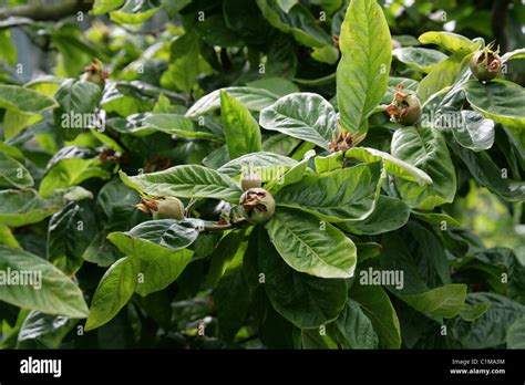 Common Quince Fruiting Quince Quince Quince Seeds Quince Tree Wen