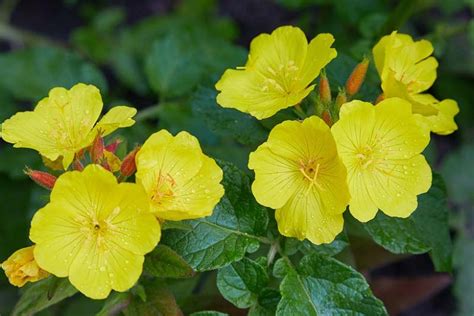 Oenothera Biennis Common Evening Primrose