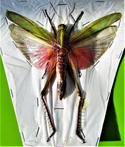 Giant Beautiful Fairy Grasshopper Chondracris Rosea Female 5 Span Fast From Us Beautiful