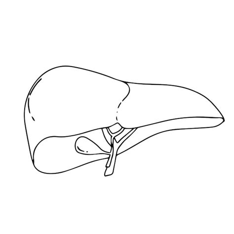 Realistische Struktur Der Leberanatomie Vektororgan Des Hepatischen