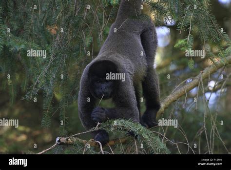 Mono Lanudo Gris Fotos Und Bildmaterial In Hoher Aufl Sung Alamy