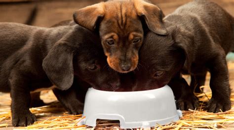 Best Dachshund Puppy Food Welcome To The Sausage Dog World