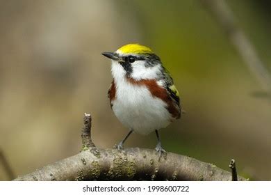 27 Warblers Migrating With Us Images Stock Photos Vectors Shutterstock