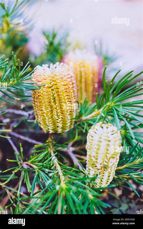 Native Australian Banksia Spinulosa Birthday Candle Plant With Yellow