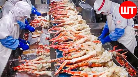 How King Crab Is Processed | Amazing King Crab Fishing Technology ...