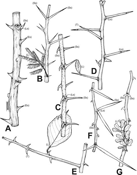 Spiny Plants Mammal Browsers And The Origin Of African Savannas Pnas