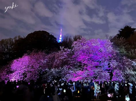 2023年4月23日まで東京にある新宿御苑の夜桜ライトアップが美しすぎる Yuki TravelMap