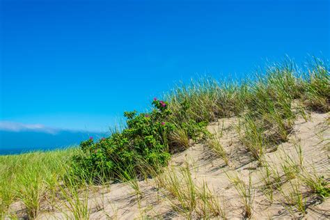 Beach Grass Green Free Photo On Pixabay Pixabay