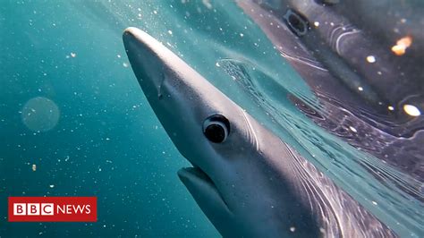 Shark Filmed Off Cornish Coast Shark Film Shark Blue Shark