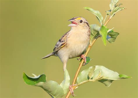 GRASSHOPPER SPARROW – Falmouth Birds