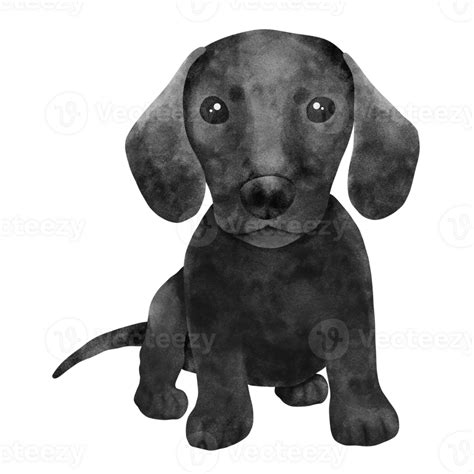 Watercolor Illustration Of Puppy Dachshund 24188818 Png