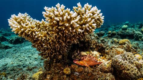 Great Barrier Reef Australien Meldet Korallen Comeback Am Great