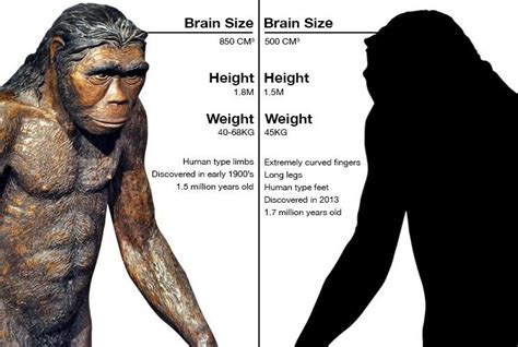 Video New Species Of Human Relative Discovered George Herald