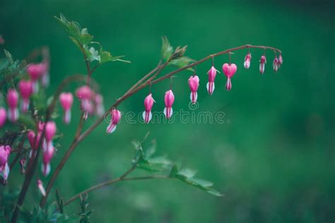 As Flores Cor de rosa Florescem Na Mola Para O Fundo Ou Copiam O Espaço