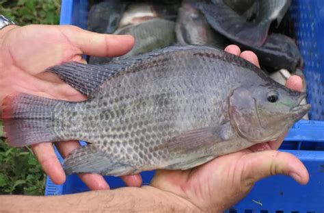 Como Prevenir e Controlar Doenças em Peixes de Aquicultura