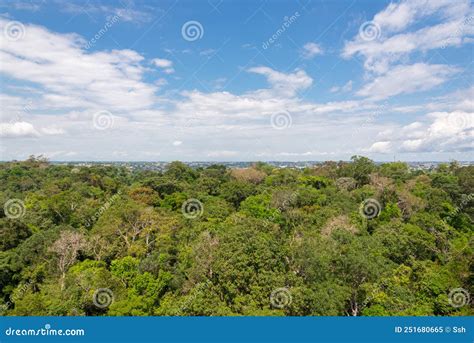Amazon jungle in Manaus stock image. Image of outside - 251680665