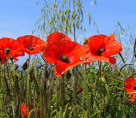 Papaver Rhoeas Flanders Poppy SeedScape