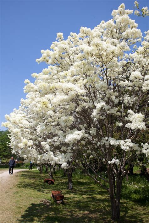 Chinese Fringe Tree Chionanthus Retusus 10 Seeds Free Us Etsy