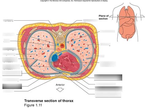 Transverse Section Through Thorax Diagram Quizlet