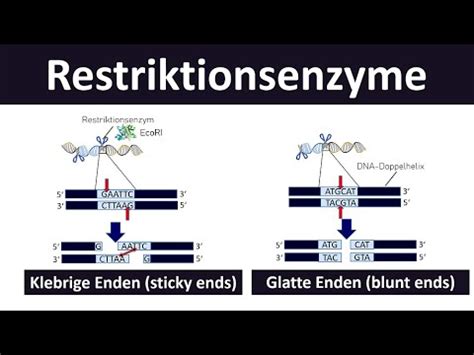 Restriktionsenzyme Sticky Ends Blunt Ends Grundlagen Der Gentechnik