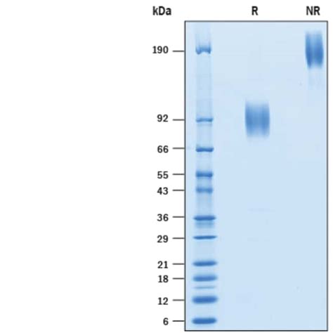 R D Systems Recombinant Human B Cd Fc Chimera Avi Tag G