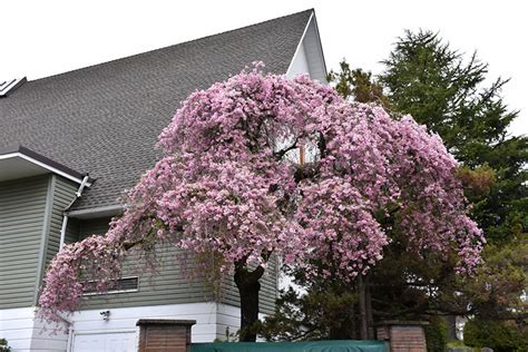 Double Pink Weeping Higan Cherry Prunus Subhirtella Pendula Plena