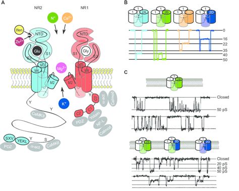 A Transmembrane Architecture Of An Nmda Receptor Nr And Nr