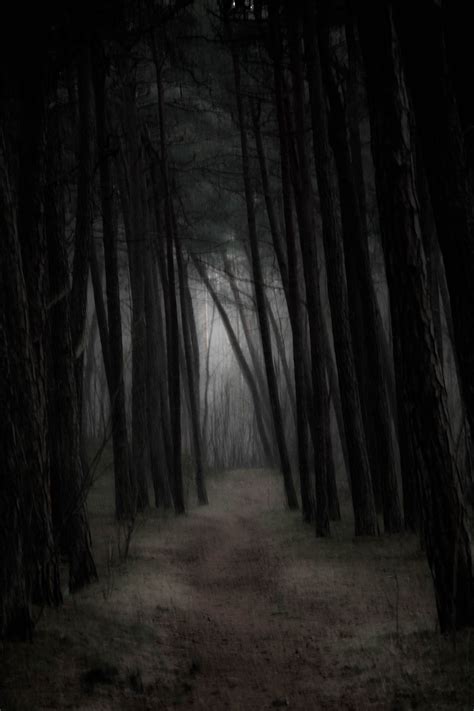 gloomy, Mist, Forest Wallpapers HD / Desktop and Mobile Backgrounds