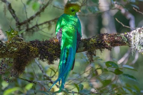 Trogons And Quetzals Flickr