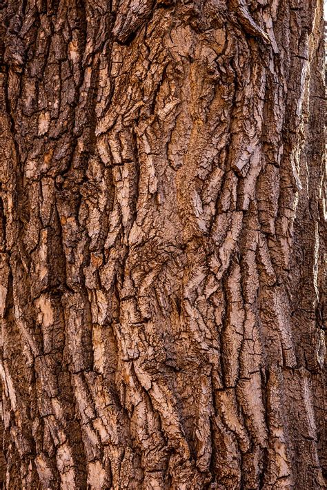 Tree Texture Wallpaper