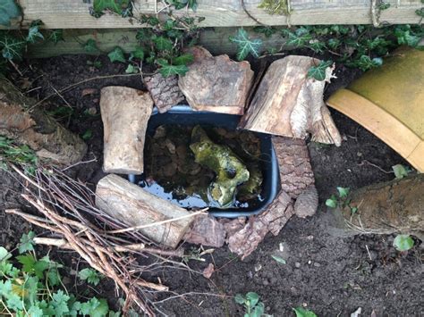 How To Make A Mini Frog Pond The Small Gardener