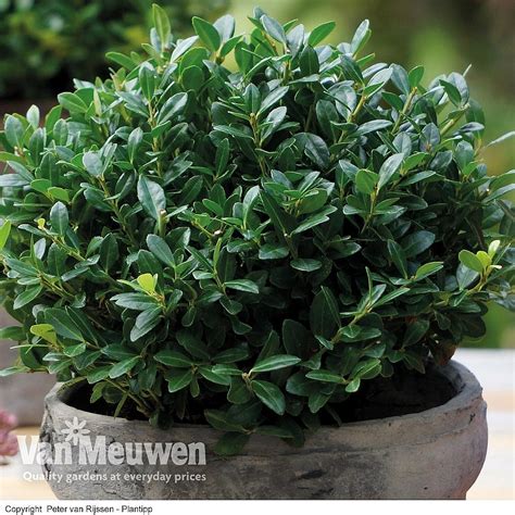 Ilex Crenata Luxus Globe Van Meuwen