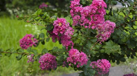 Top Unthirsty Flowering Trees