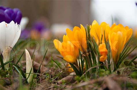 krokus blomster der vokser i græsset i foråret Stock foto Colourbox