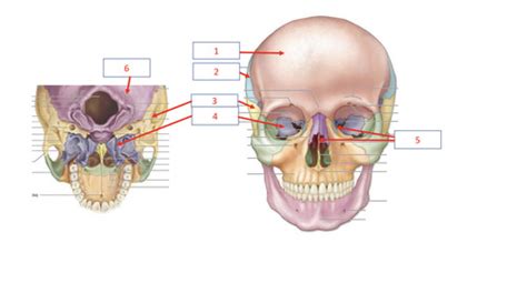 Axial Bones Flashcards Quizlet