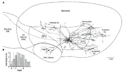 A Overview Of Mitral Cell Axon Projecting To The Posterior Piriform Download Scientific