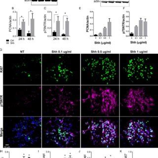 Developmental Expression Of P Ntr In The Cerebellum A Developmental