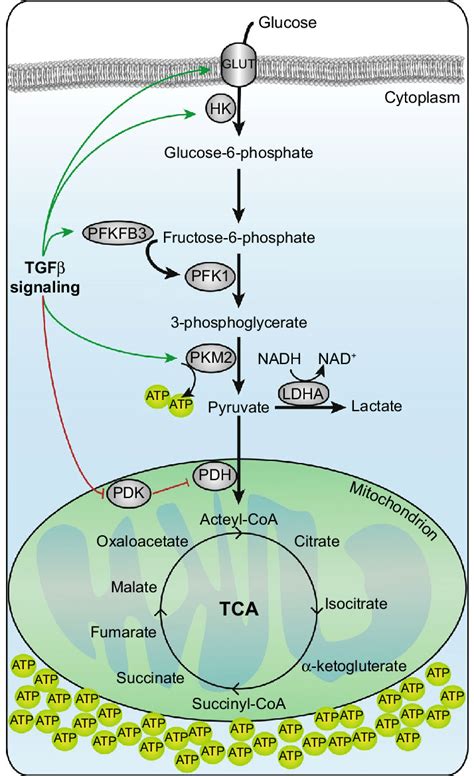 Glycolysis is enhanced during TGFβ induced EMT Increased activity of