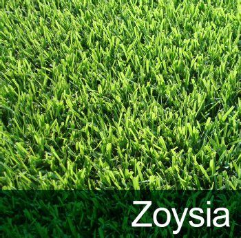 Best Fertilizer for Zoysia Grass - Landscaping Frisco