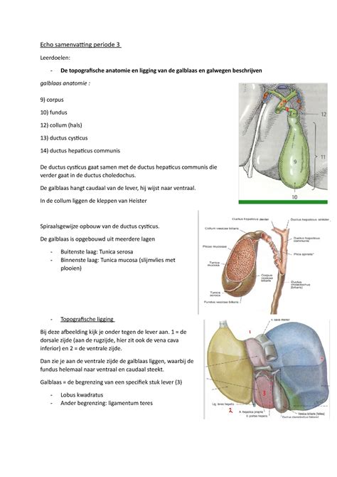 Echo Samenvatting Periode De Galblaas Hangt Caudaal Van De Lever